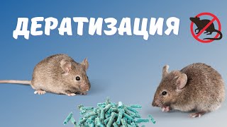О дератизации! Эффективные средства от крыс и мышей!