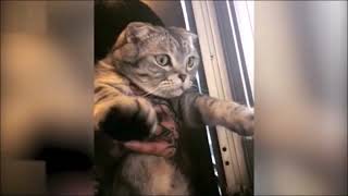 Funny Cats Clips  8 by Zen Tavra 12,400 views 2 years ago 2 minutes, 8 seconds