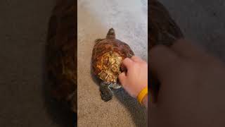 GIANT PET TURTLE LOVES BUTT SCRATCHES! SUPER FRIENDLY RED EARED SLIDER 4K #shorts