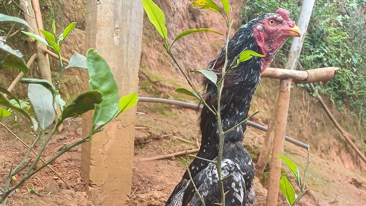 Mostrando um pouco da minha criaçao de galos que tenho 