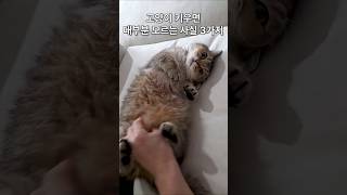 고양이 키우면서 절대 모르면 안 되는 ‘위험한 사실’ 3가지