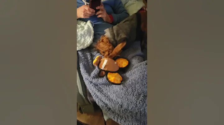 Precious,  Xmas chew