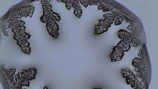 NaCl KCl Su med2 074 50fps