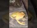Yellow Frog screaming but it Content Aware Scale