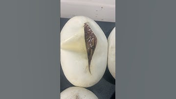 A close look inside a ball python egg