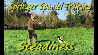 Springer Spaniel Steadiness