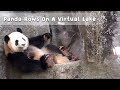 Panda Rows On A Virtual Lake  | iPanda