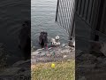 #music #swans #fluffy #swimming #goldcoast #monterreykeys #hopeisland #nature #animals #water.