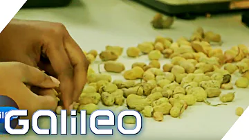 Wie werden Erdnüsse geröstet und gesalzen?