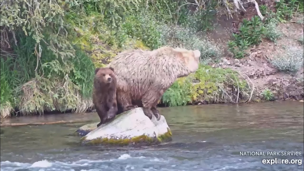 Fish for Two! Grazer and Yearling - explore.org - 21 June 2025