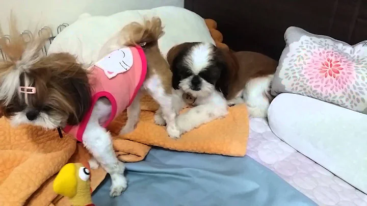 Shih Tzu GGung & SSong 348