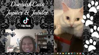 WHDPETS Automatic Feeder Live Re-Play by DamaskCats 33 views 1 year ago 13 minutes, 6 seconds