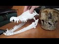 Ostologie dbutant  crocodilien homo sapiens