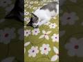 আমাকে একটু ঘুমাতে দাও😣#shorts #catvideo #petlover #hellochiko #chiko #funnycat #sleepcat