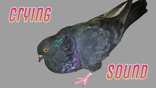 Male Pigeon Calling Female Pigeon || Pigeon Crying Cooing Sound || Black Pigeon