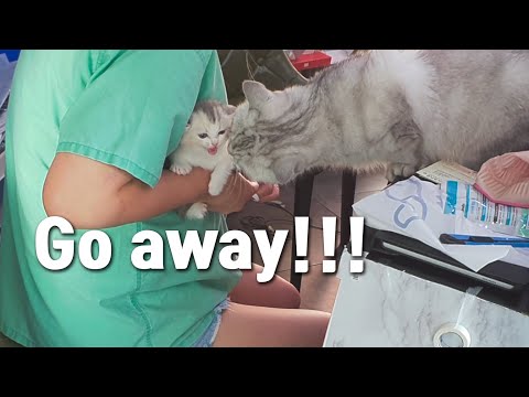 A Baby <strong>Cat</strong> Met a Huge <strong>Cat</strong> <strong>at</strong> the Hospital!
