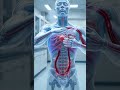 Inside a Deep Breath – The Life of Oxygen in Your Body | 3D Transparent Anatomy💨🫁✨