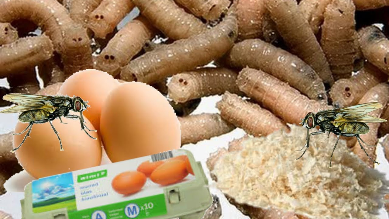 Cenšamies izaudzēt baltos tārpus (ola + skaidas)