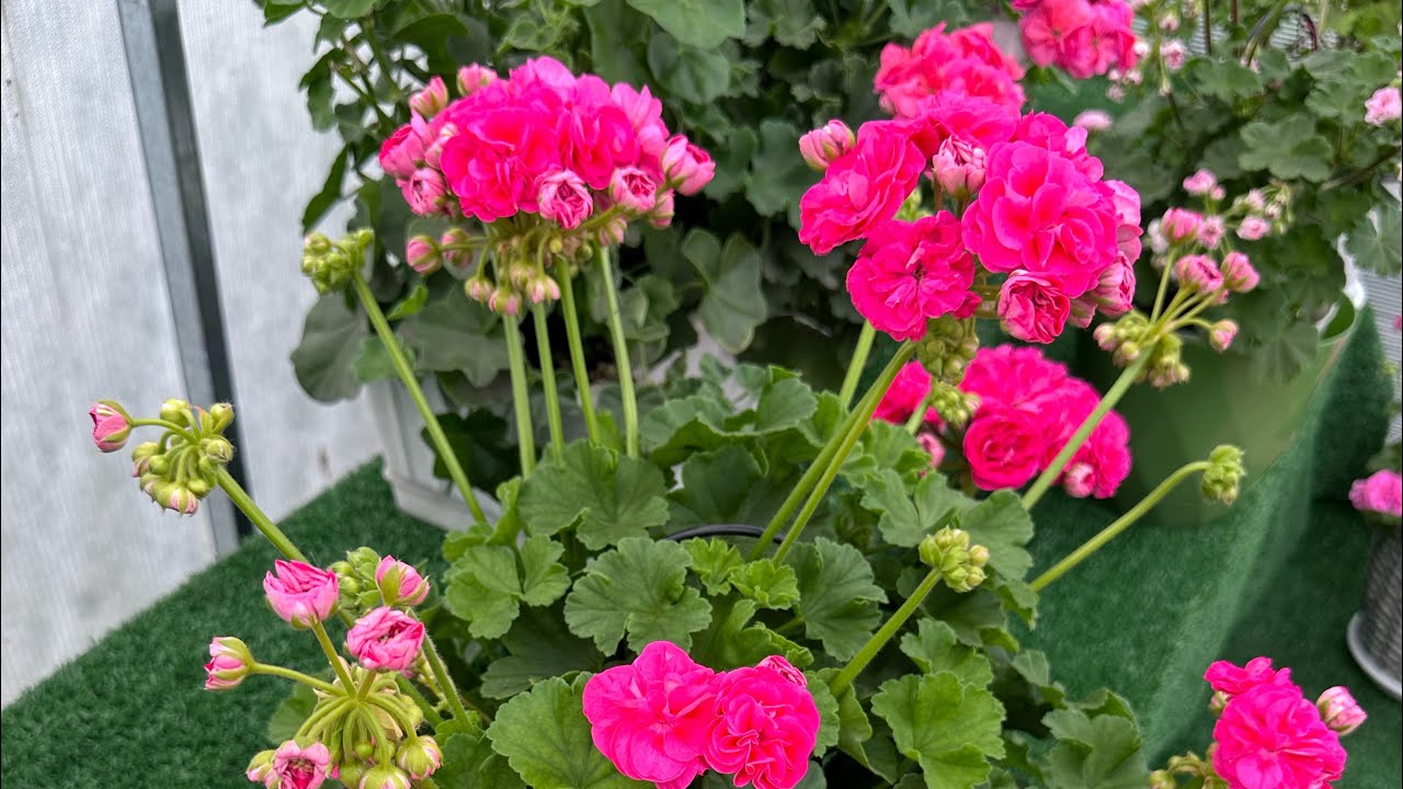 Остатки роскоши🌸 Обзор пеларгоний на 19 августа 2025 г. https://t.me/Pelar_gonia мой телеграмм канал