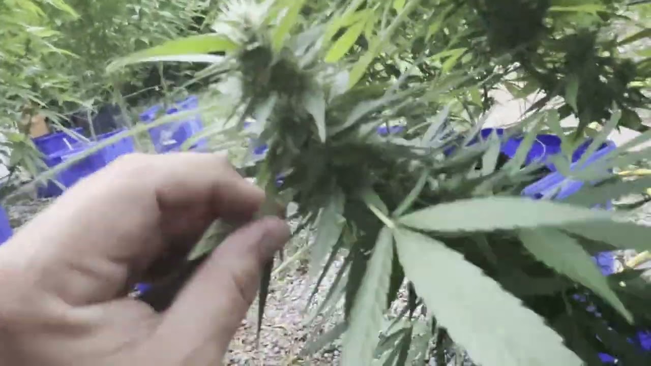 AUG 17 2023 Outdoor Southern Ontario Cannabis Medicinal Grow Update