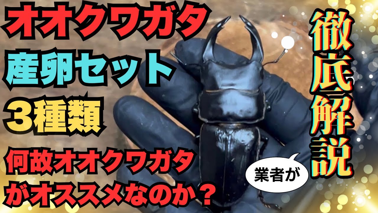 【オオクワガタ】実績のある産卵セット3種類と&なぜオオクワガタがオススメなのか業者が徹底解説！