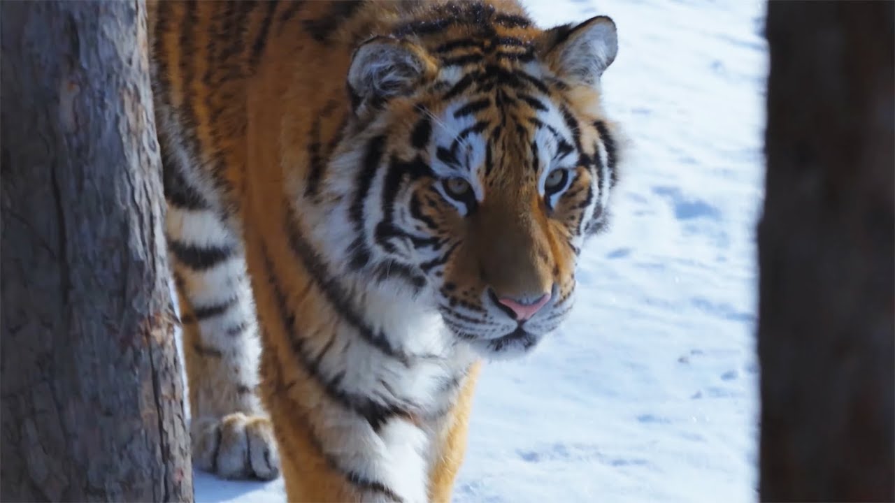 The Endangered Wildlife of China | 4K Nature Documentary - YouTube