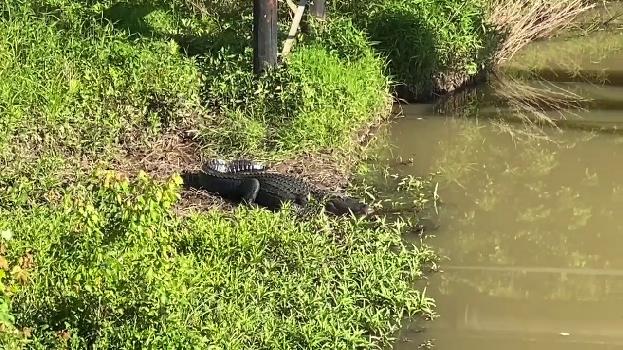 Flat Creek Floyd, Peachtree City’S Famous Alligator!