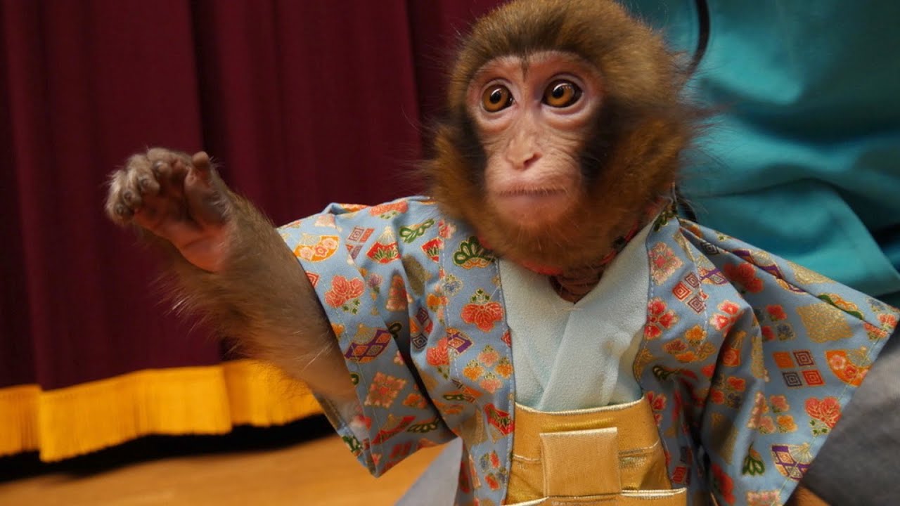 おさるさん The haori and hakama worn by monkeys are designed to be put on