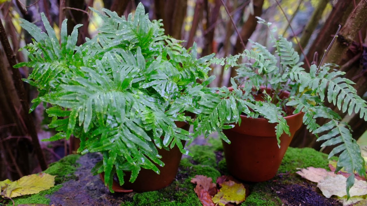 Polypodium vulgare L en D