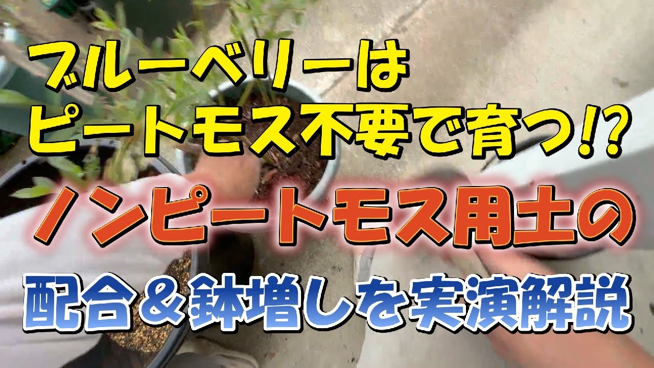 ブルーベリーはピートモス不要で育つ!? ノンピートモス用土の配合と60L鉢の鉢増しを徹底解説！【家庭菜園・果樹栽培】