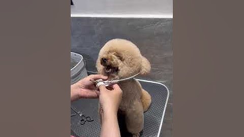 Cắt tỉa lông thú cưng | Chăm sóc, làm đẹp cho thú cưng | Chocochome - Tiệm làm đẹp thú cưng