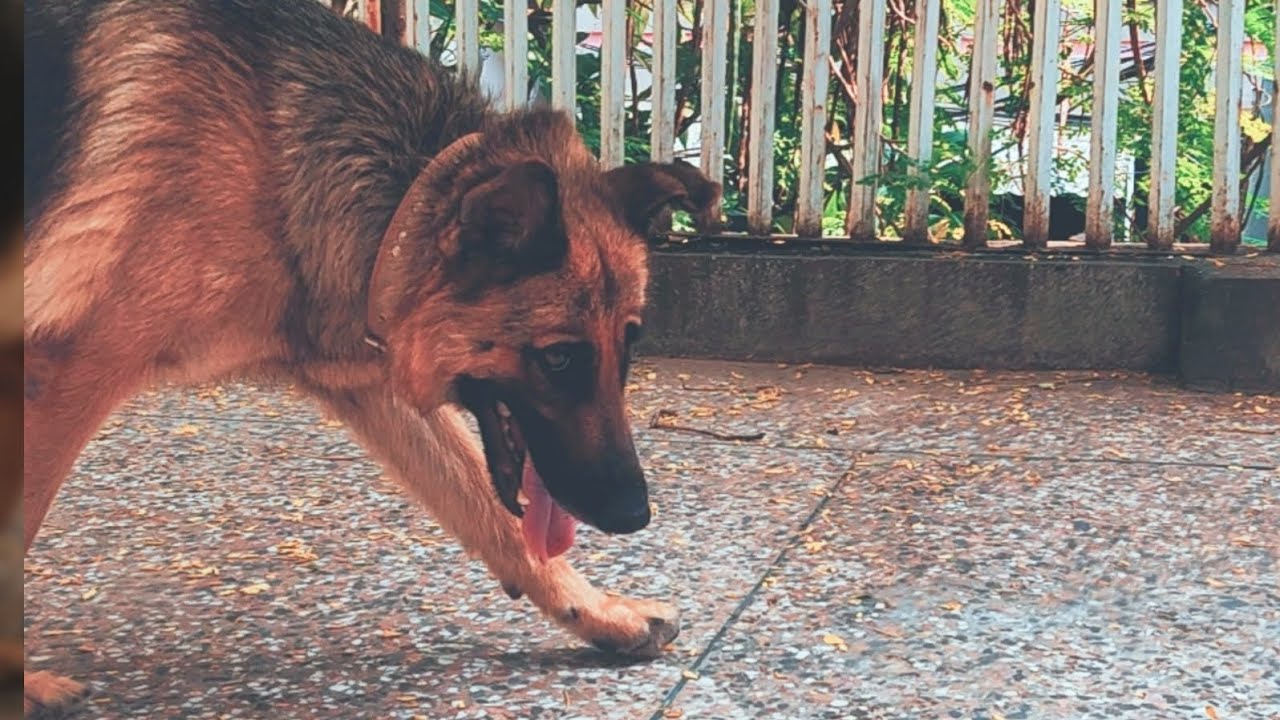 Mr. Bruno's Back 🐶 | Cute German Shepherd Dog Video | Dog Compilation