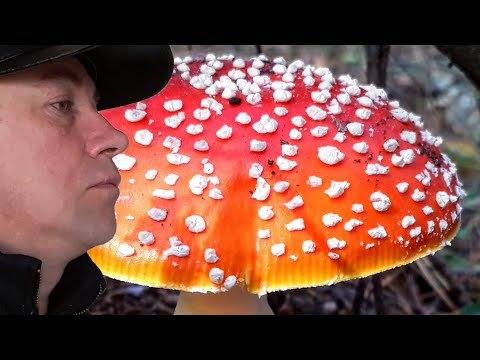 RAUDONA Amanita – tamsos gaubima paslaptis!