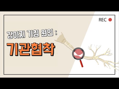 # 강아지 거위소리 기침, 원인이 기관지협착증?_이든동물의료센터