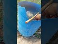 Fertirigacão no pimentão para pegamento e enchimento de frutos melhor forma para se aduba a lavoura