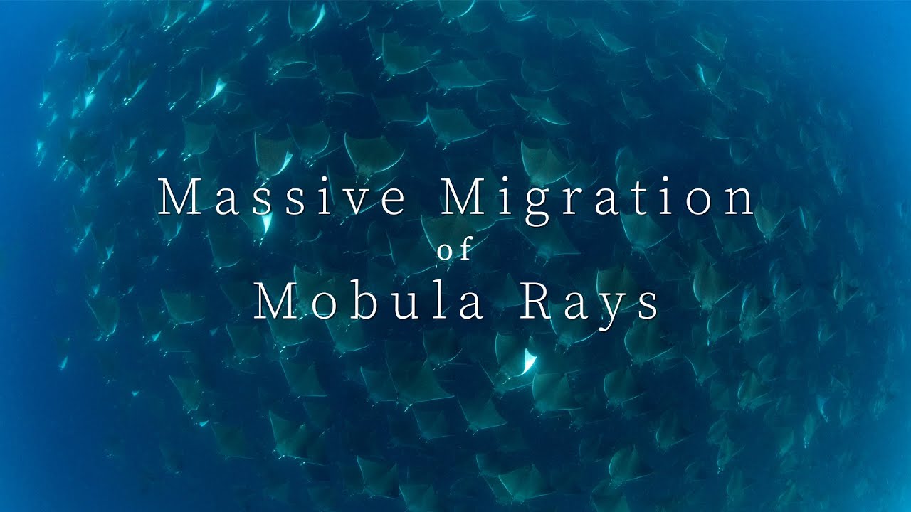 [4K] Mobula Ray Migration in La Ventana - La Paz 🤿 2025