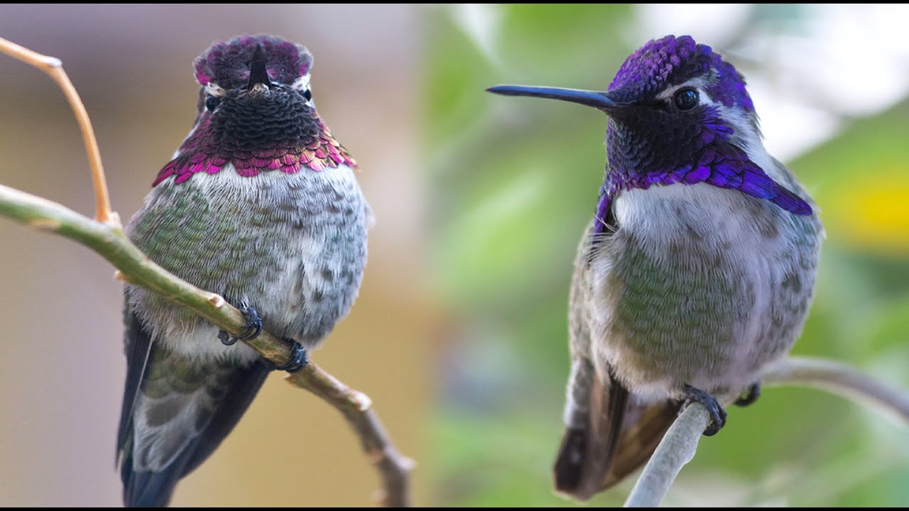 Beauty of Nature | Wildlife Videos, Birds, Animals,Natural Environment | Whatsapp Nature status