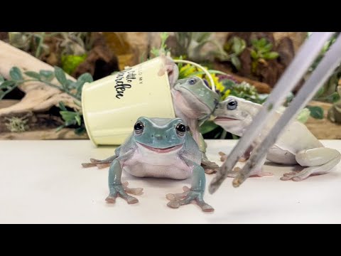 【カエル♬ページ】　My  Happenings] I collected the happening scenes of frogs and they