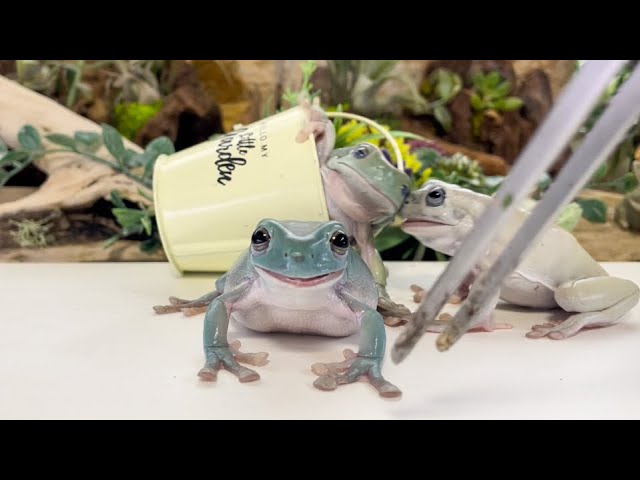 Happenings] I collected the happening scenes of frogs and they