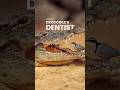 The Tiny Bird That Cleans a Crocodile’s Teeth