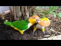 White bellied caiques digging and playing