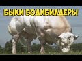 Бельгийская Голубая домашняя корова