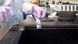 Endospore Stain
