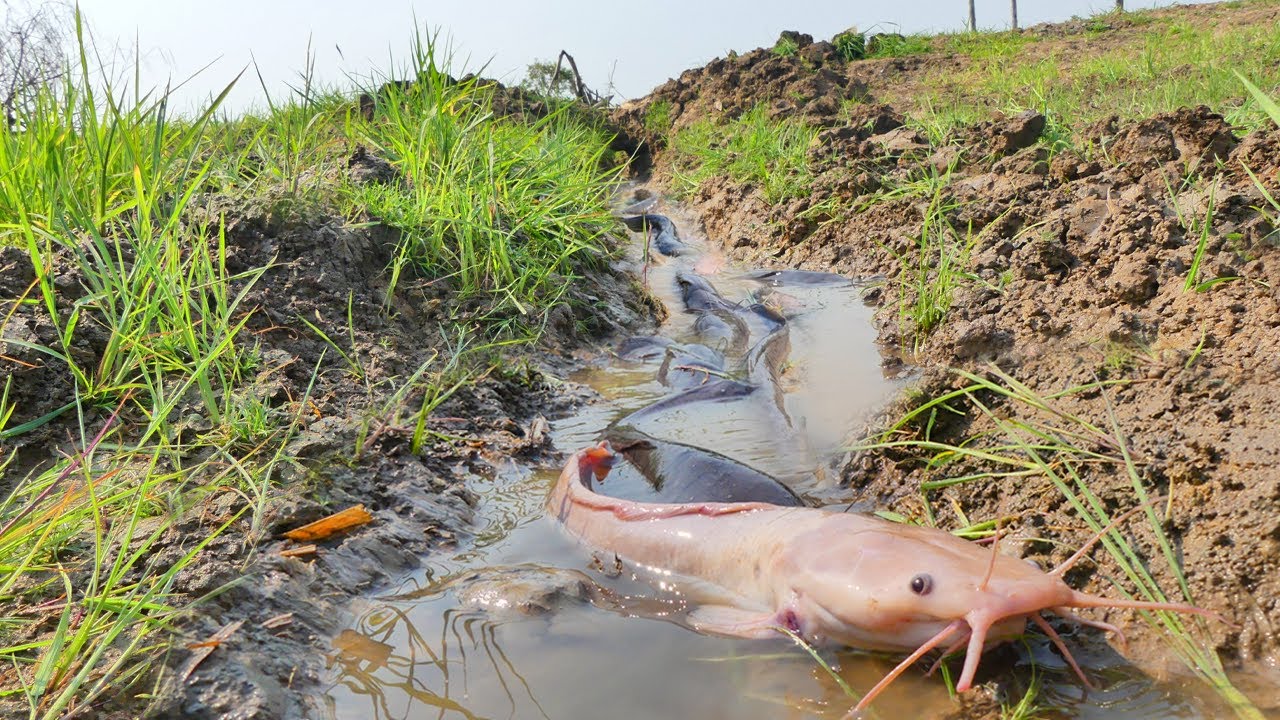 Giant Catfish Take Over the Field 😱, This Fishing Spot Is FULL of Giant Catfish!