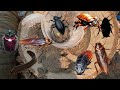 Woo So many Cockroaches under the wood.#subscribe #animals #cricket