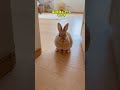 あなたの可愛い相棒はどれ？#shorts #動物 #ペット #ねこ #おもしろい #ざつがく