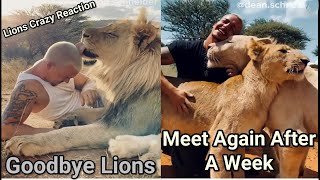 Dean Schneider Goodbye Lions And Meet Again After An Entire WeekAnimals Crazy ReactionSubscribe❤