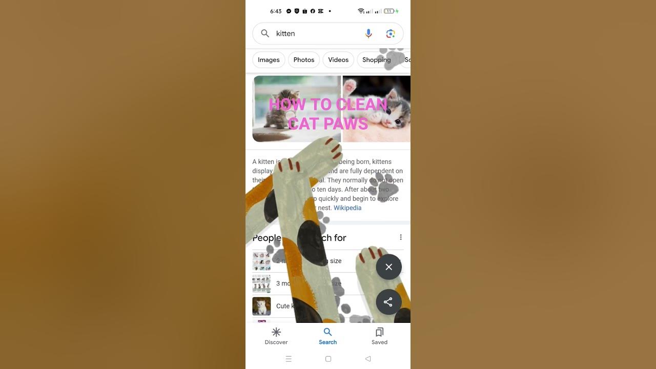 how-to-clean-cat-paws-in-google-google-searchkitten-catshorts-youtube