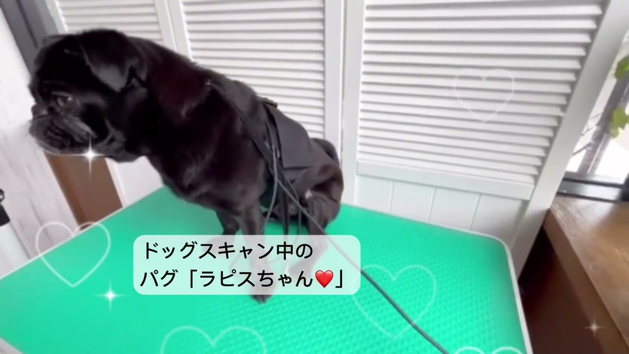 ドックスキャン - フェアリードッグ