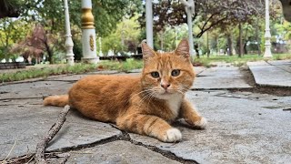 Warning: Extreme Dose of Orange Cats Inside!🍊